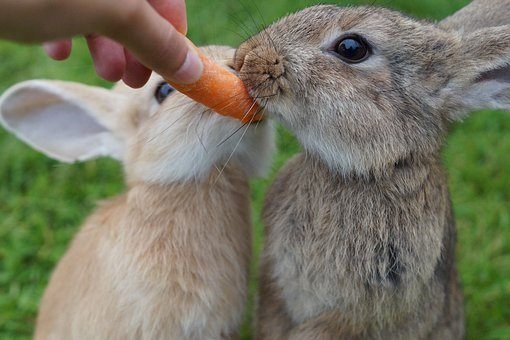 conejo comiendo zanahoria