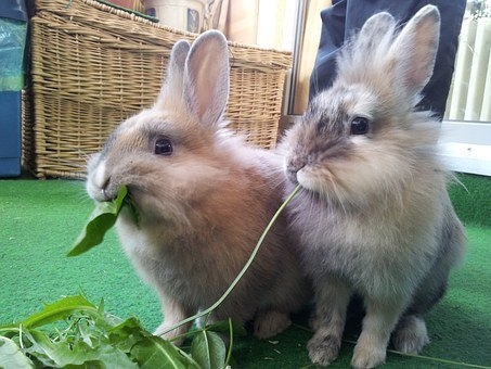 conejos comiendo