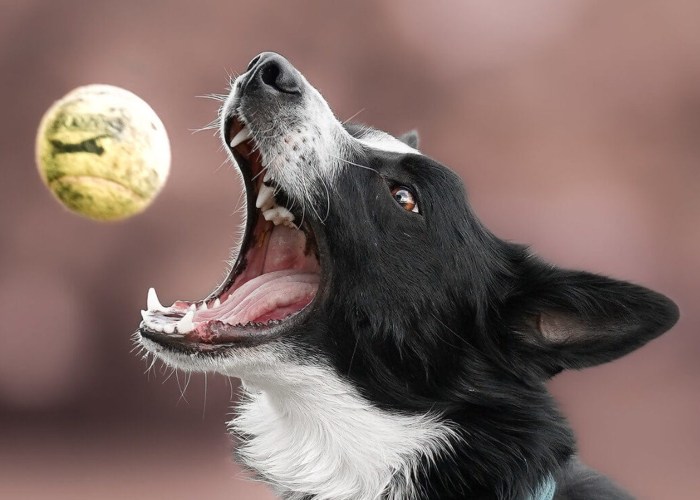 Border Collie jugando con una pelota