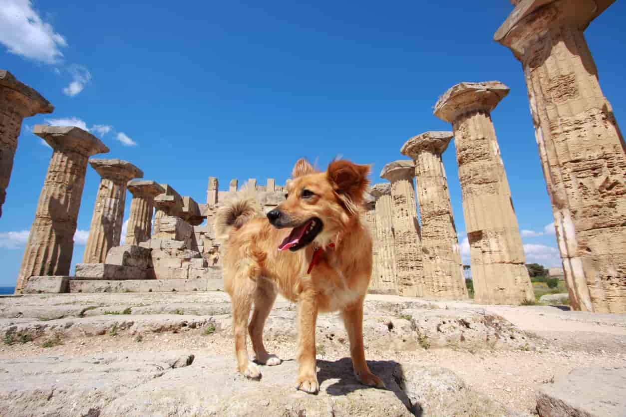 perro en grecia