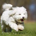 perro blanco corriendo