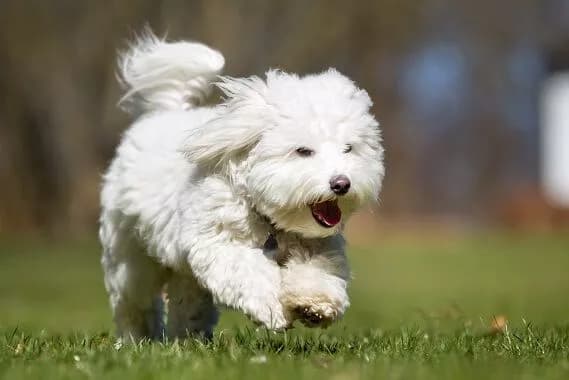 perro blanco corriendo